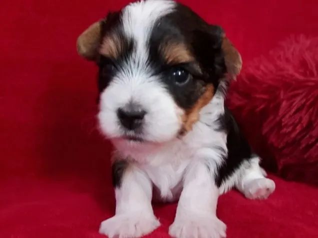 Biewer Yorkshire Terrier com pedigree ? só filhotes selecionados!