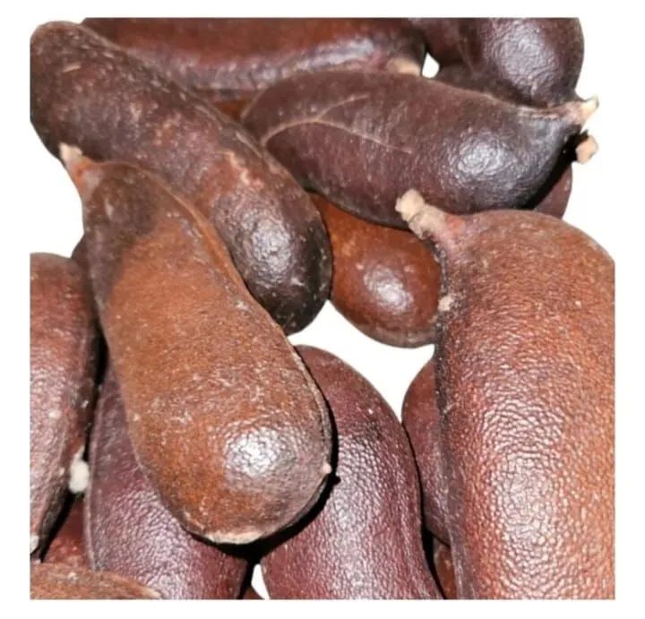 Jatobá fruto medicinal - Foto 2