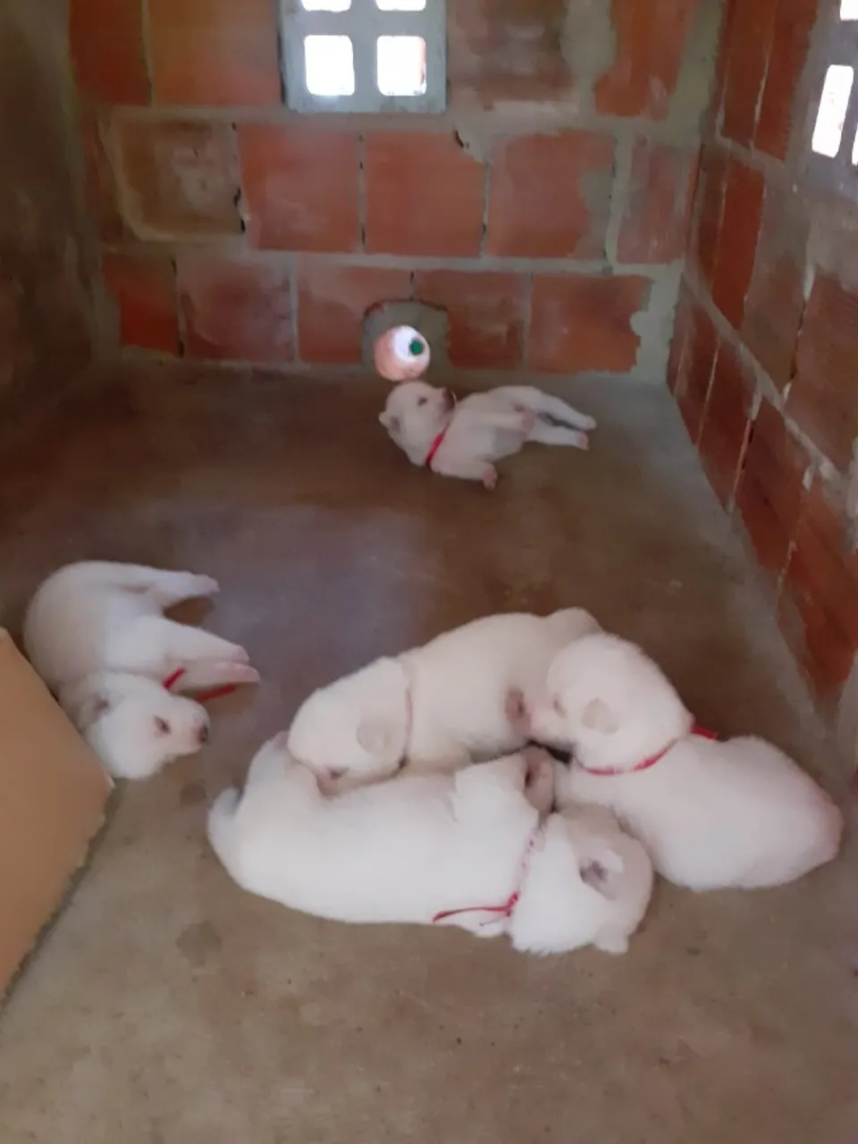 VENDO AKITA