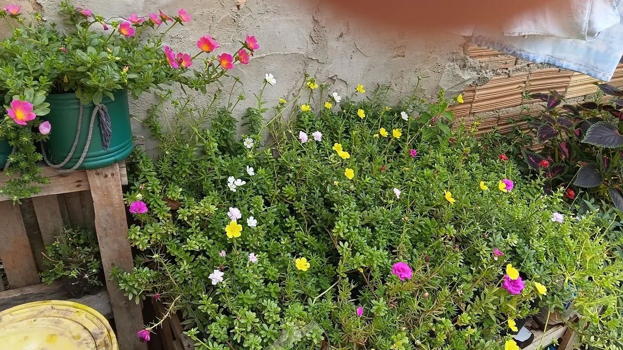 Vende-se estas lindas plantas 