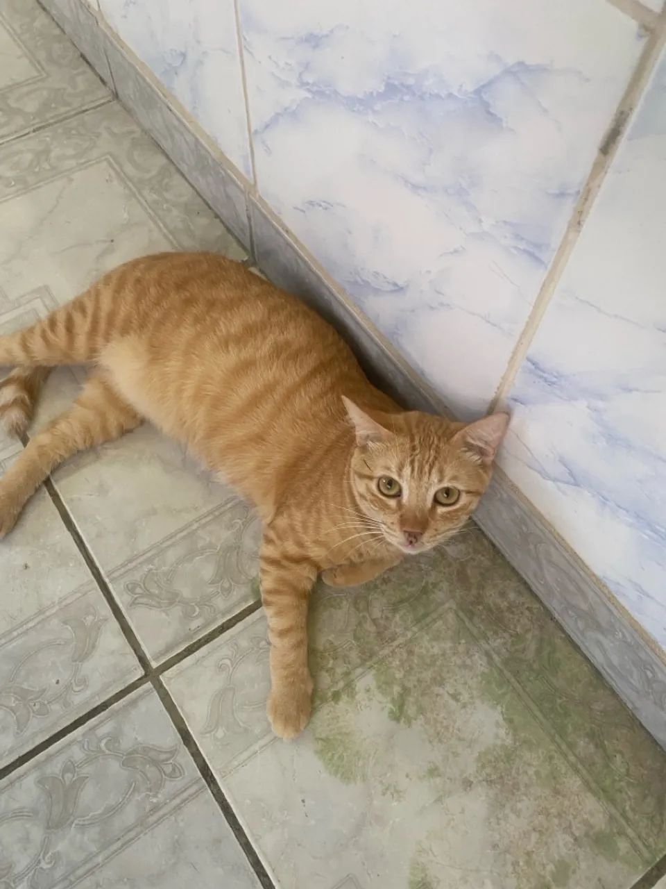 Doando gatinho - Foto 2