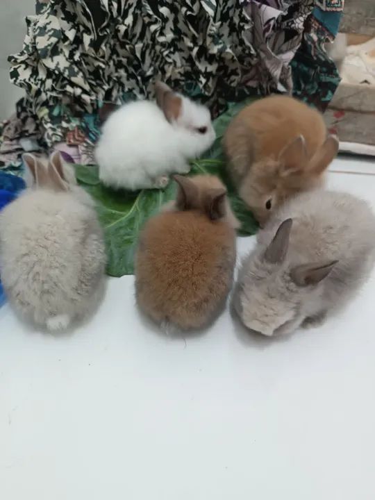 Mini coelhos - Foto 2