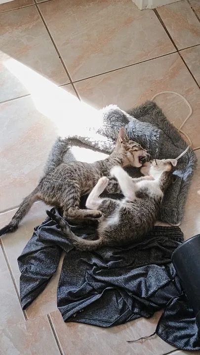 Lindos filhotes Gato 12 Meses Peruibe Sp Castrado E Vermifugado. - Foto 4