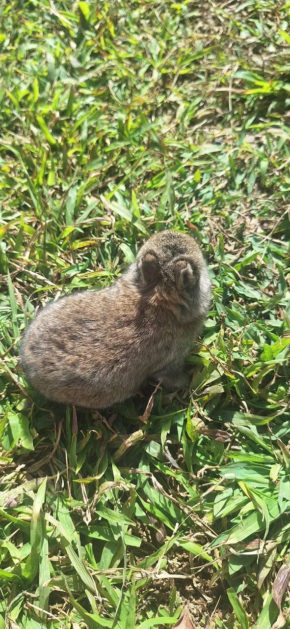 Mini coelho Netherland Dwarf  - Foto 4