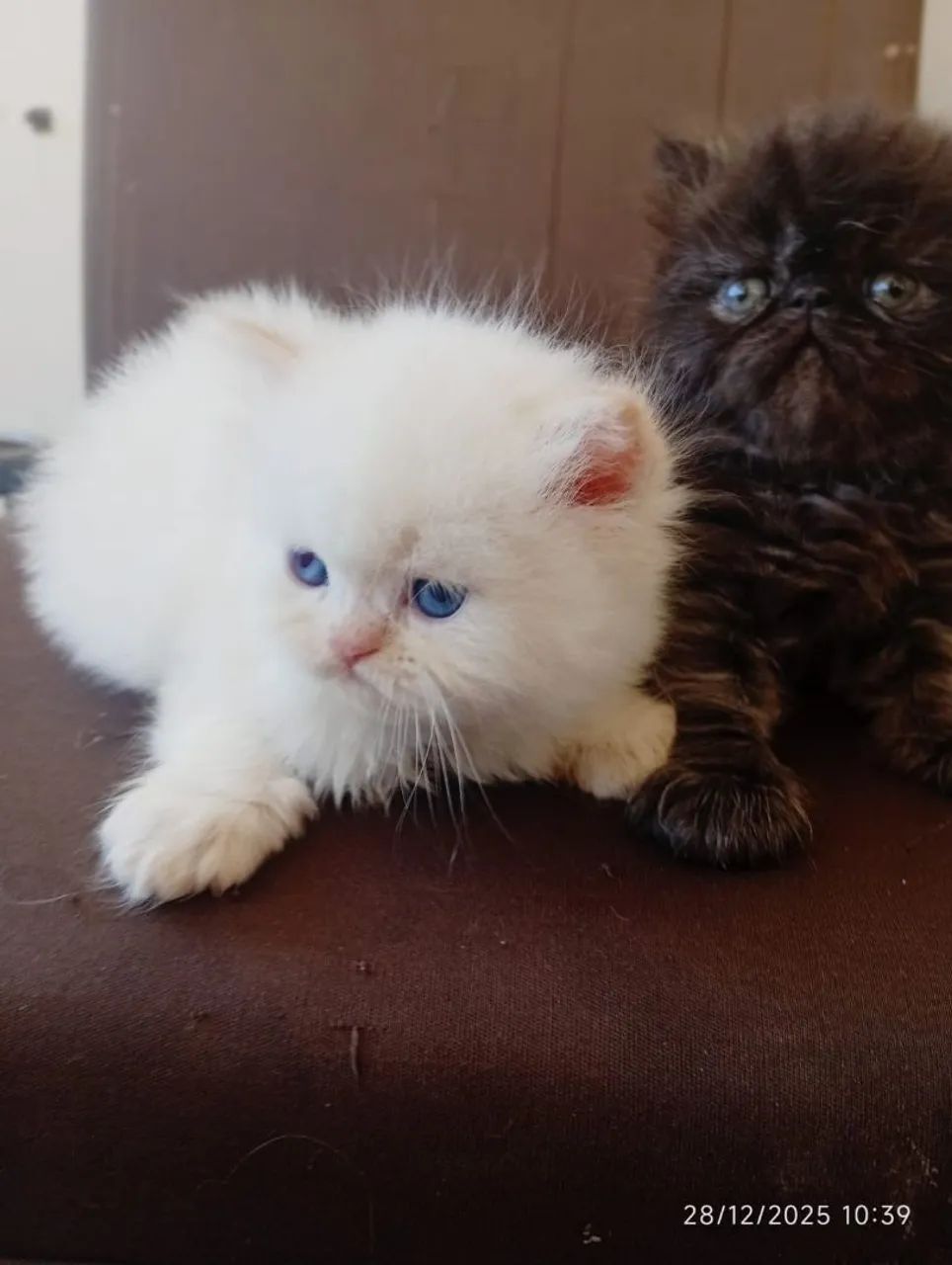 Filhotes de persa padrão show 