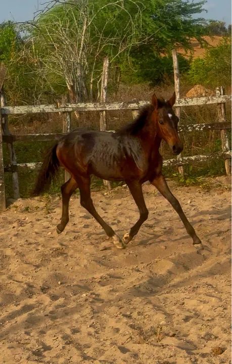 Potro QM S/Registro  - Foto 2