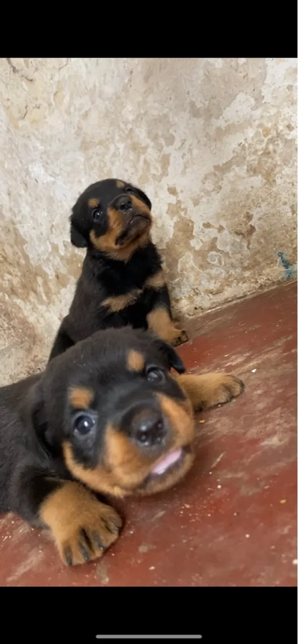 Filhotes de rottweiler puros