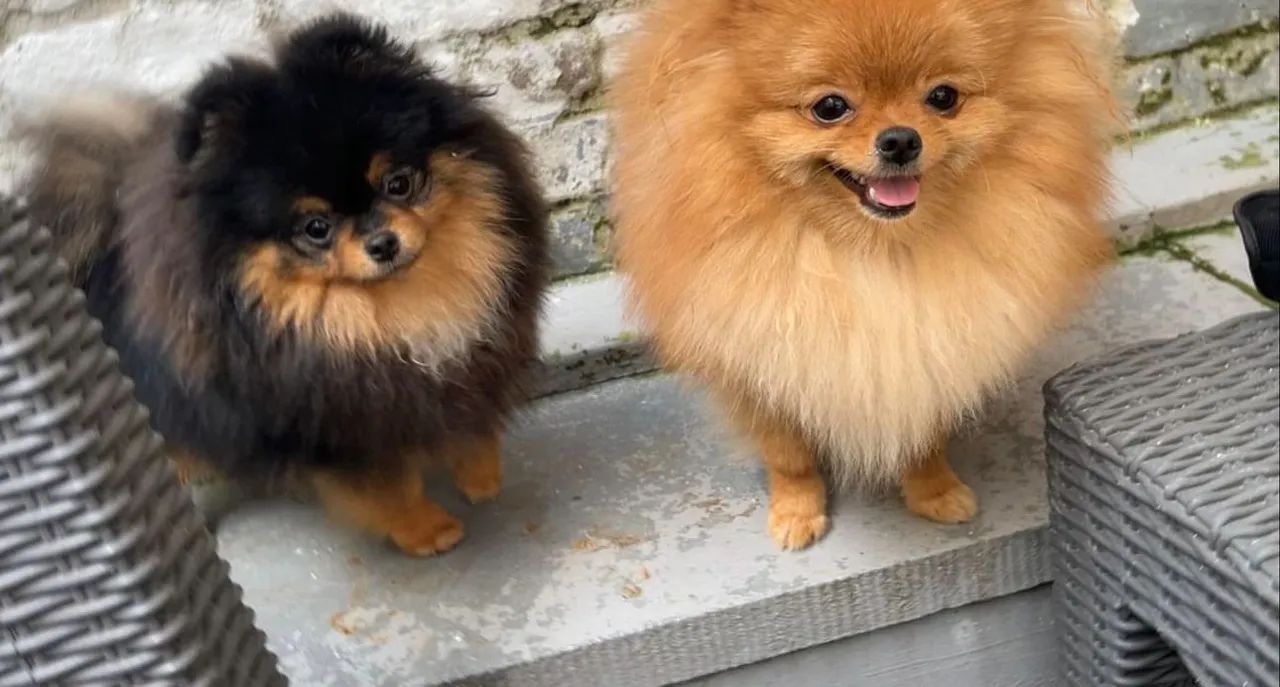 Lulu da Pomerânia Anãozinhos até 18x entrega imediata  - Foto 3