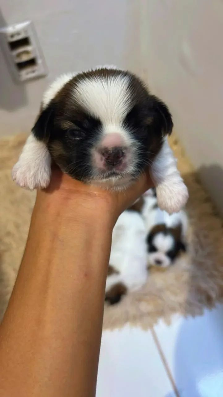 Filhotes Shih Tzu
