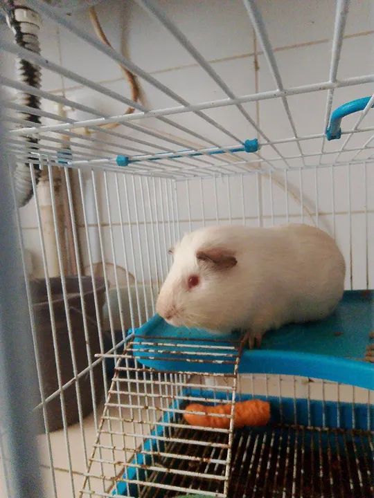 Porquinho da índia (fêmea) mansinha  - Foto 3