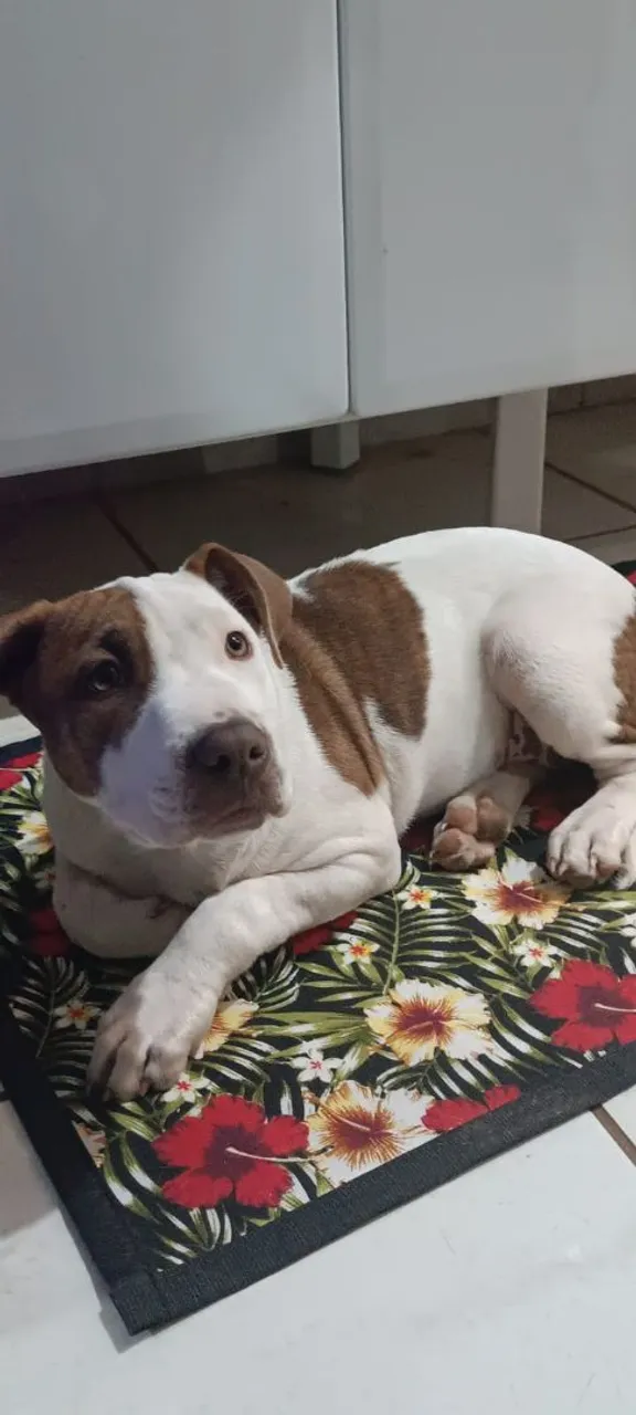 Pitbull filhote fêmea de 4 meses