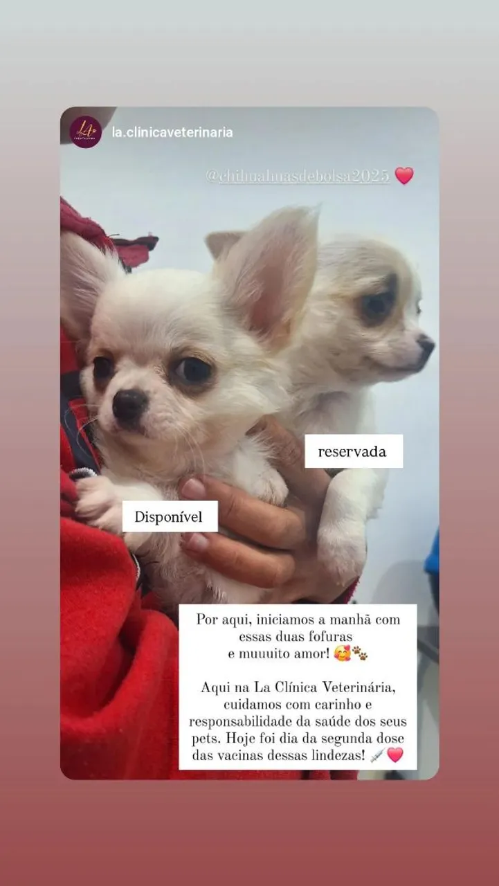 Filhotes de Chihuahua Disponíveis
