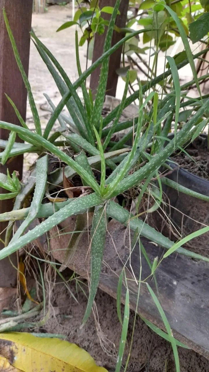 vendo mudas de plantas  - Foto 4