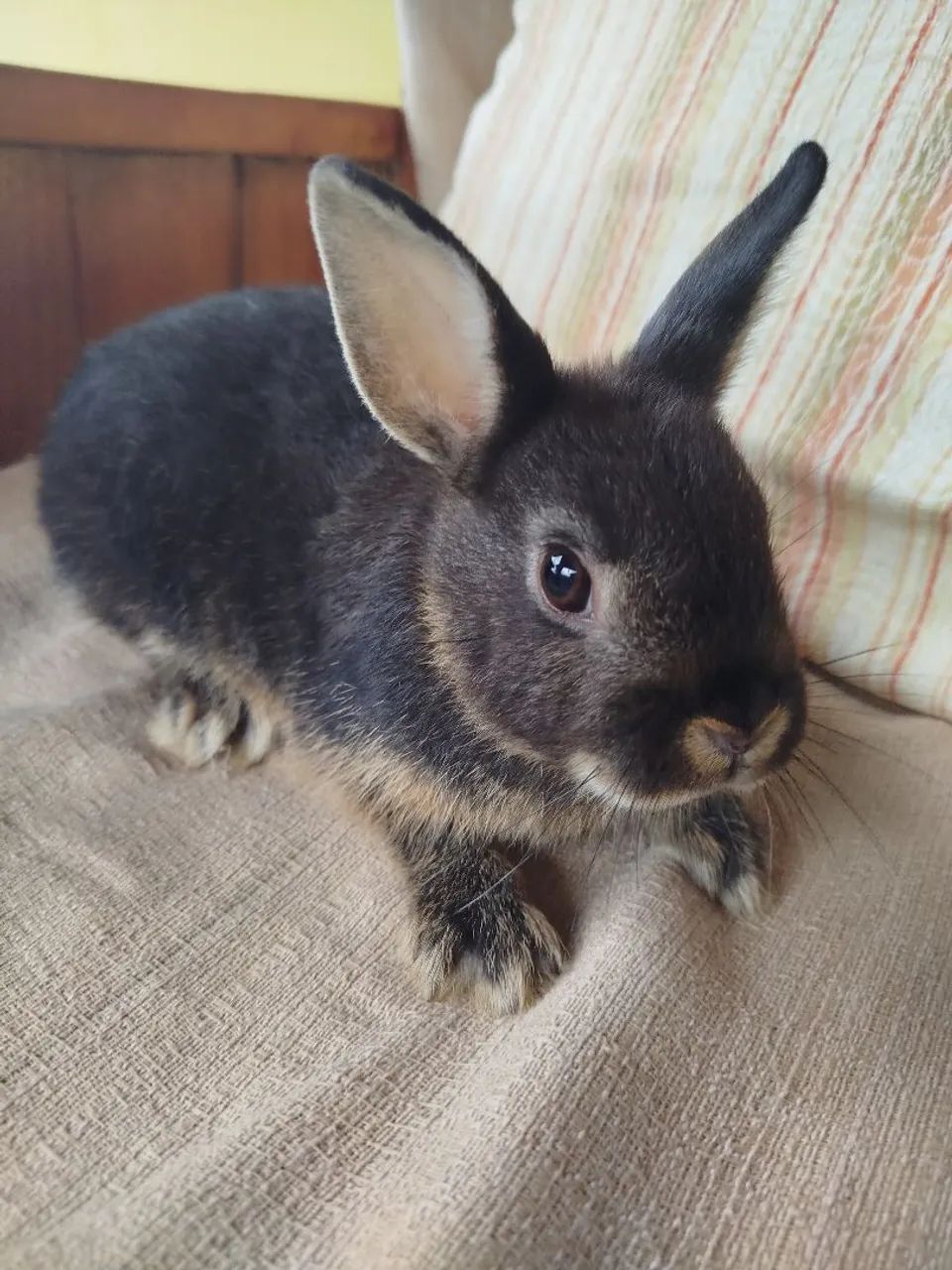 Mini coelho macho - Foto 2