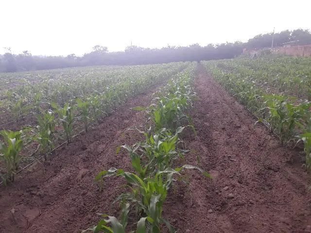 Excelente Granja com 20 hectares no jardins município de são Jose de Mipibu - Foto 4