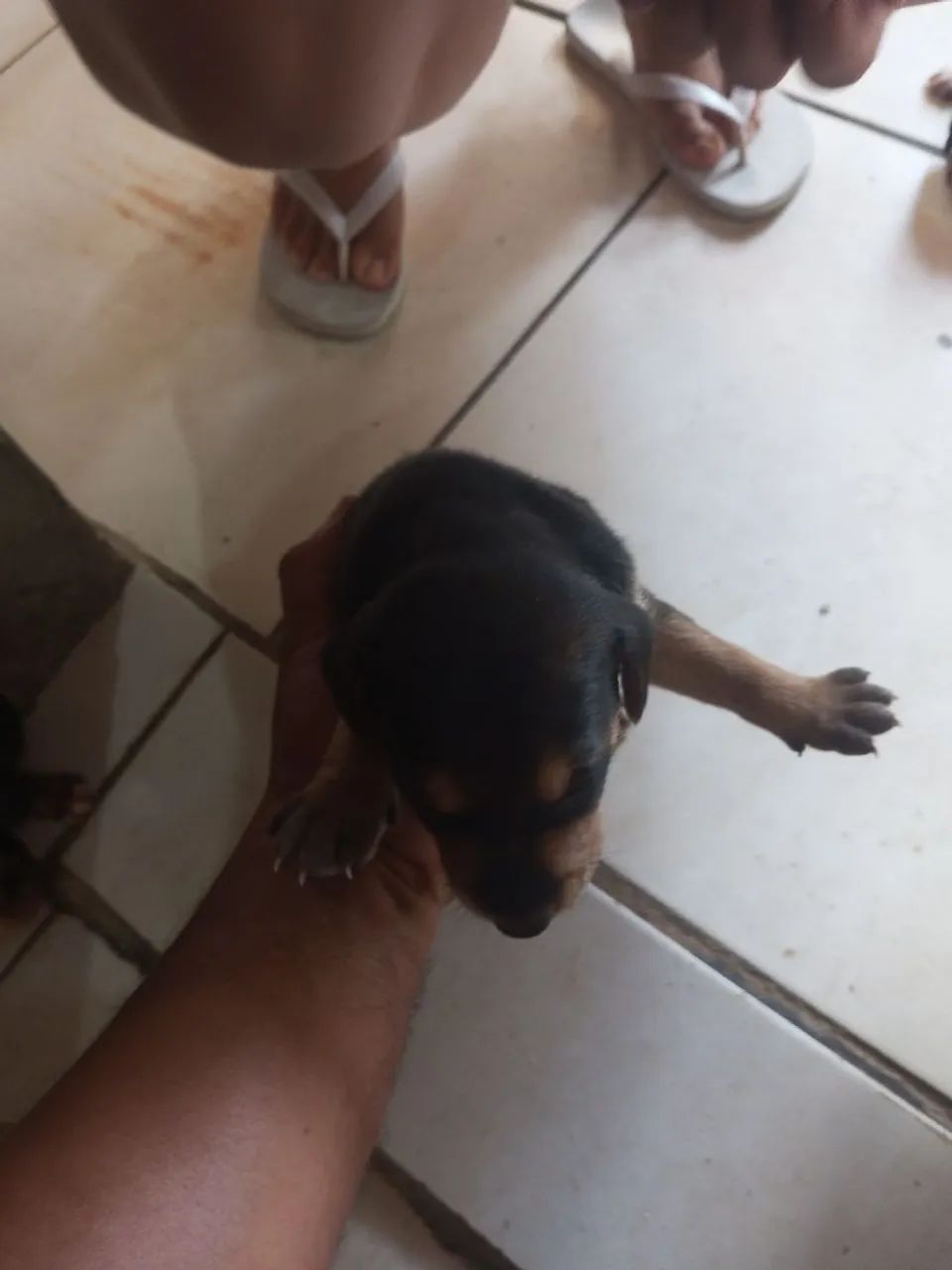 Doguinho pra doar - Foto 3