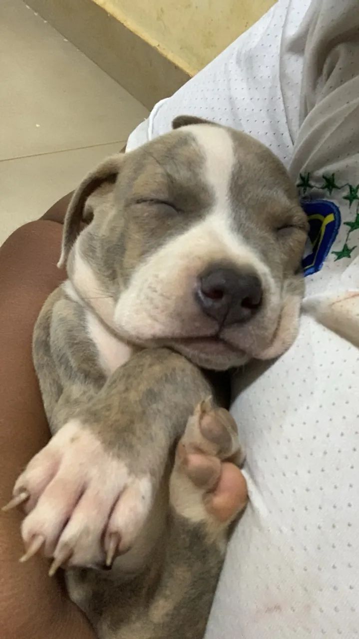Cachorro  - Foto 2
