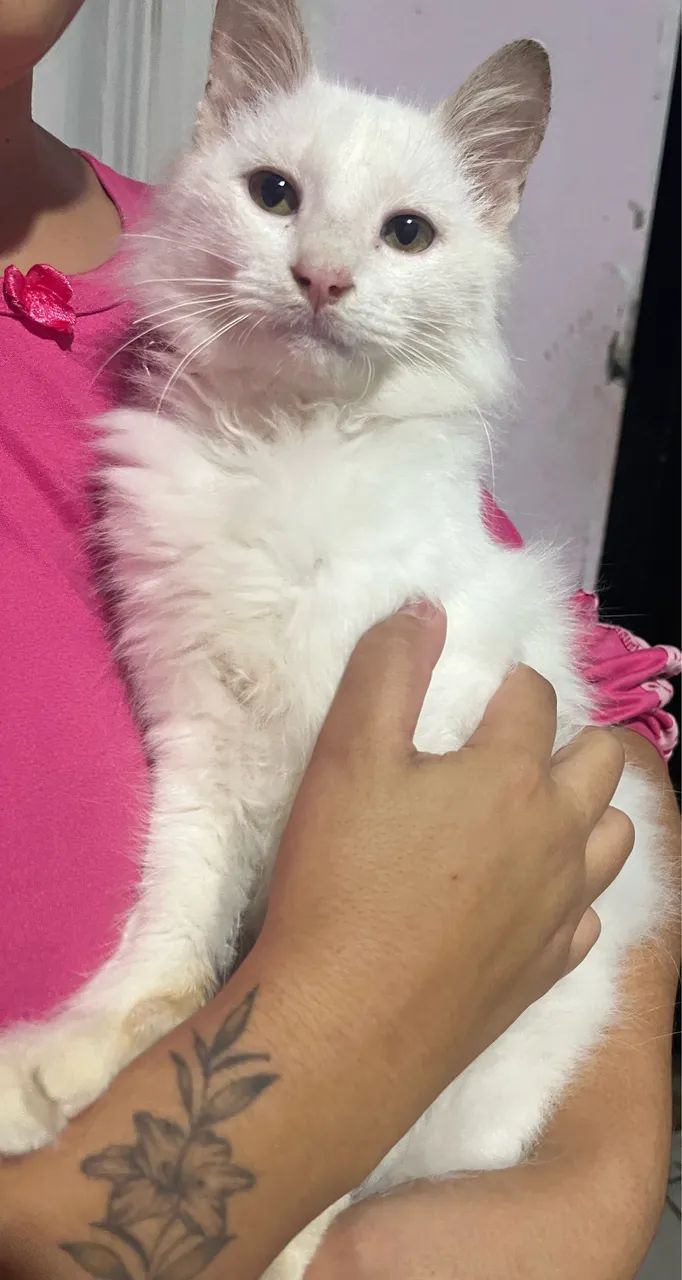 Gato angorá macho  - Foto 4