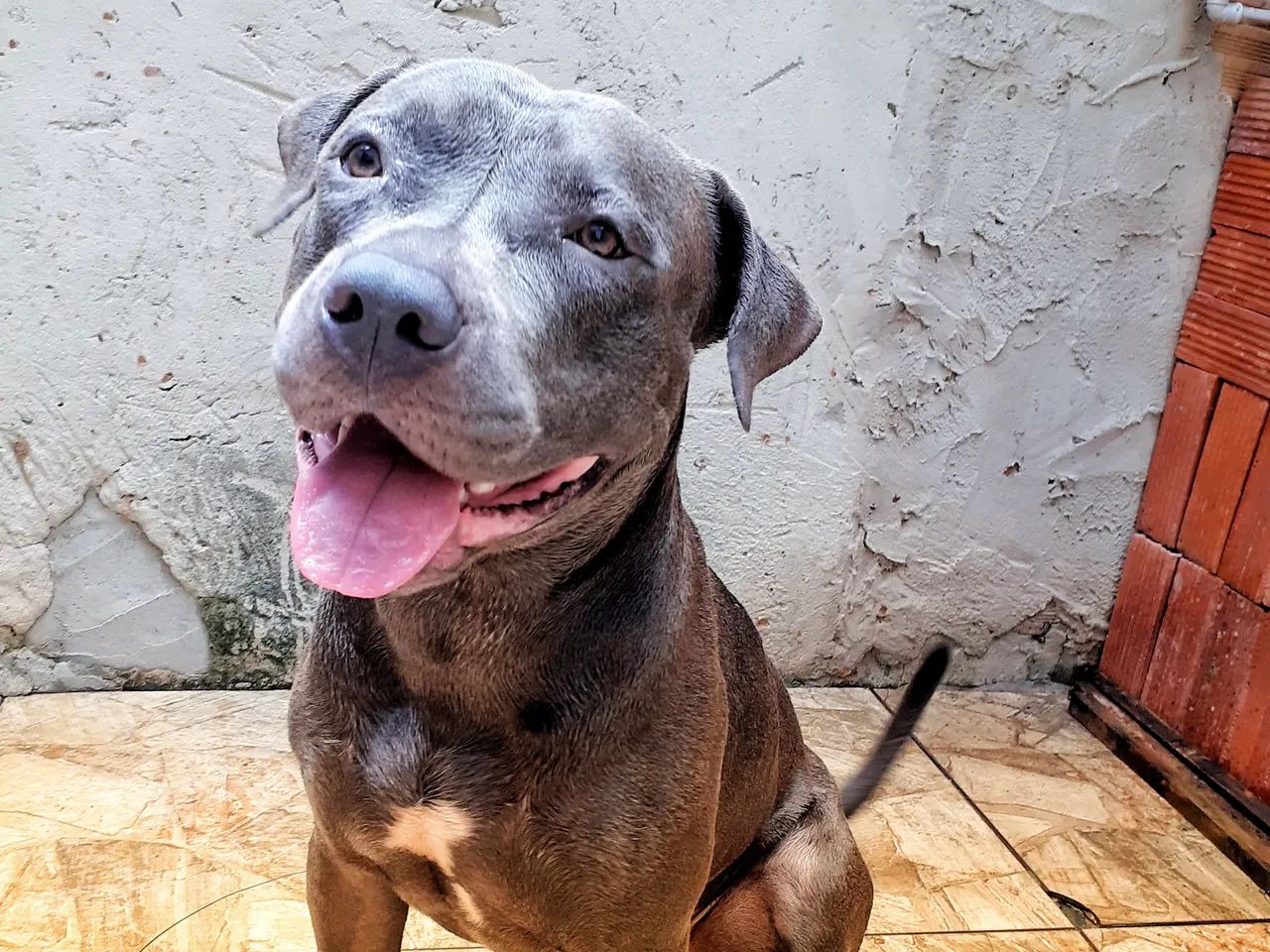 Filhotes de pit bull  - Foto 4