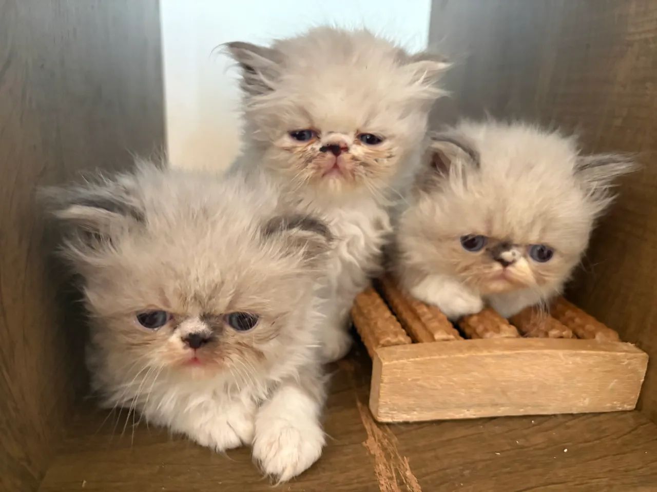 Gatinhos persas filhotes  - Foto 2