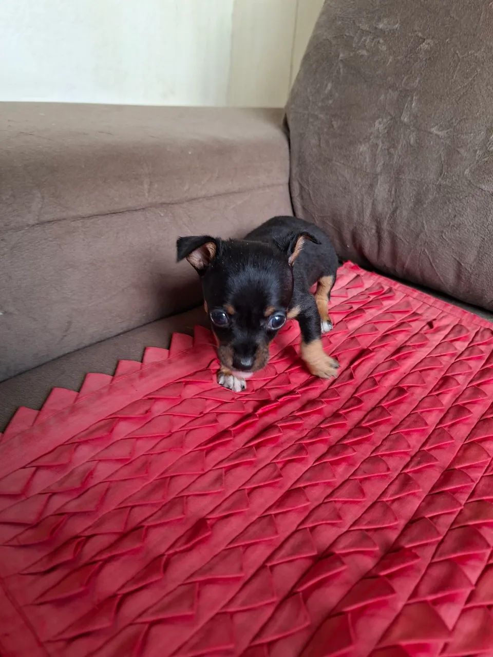 LINDO PINCHER ZERO!! - Foto 2