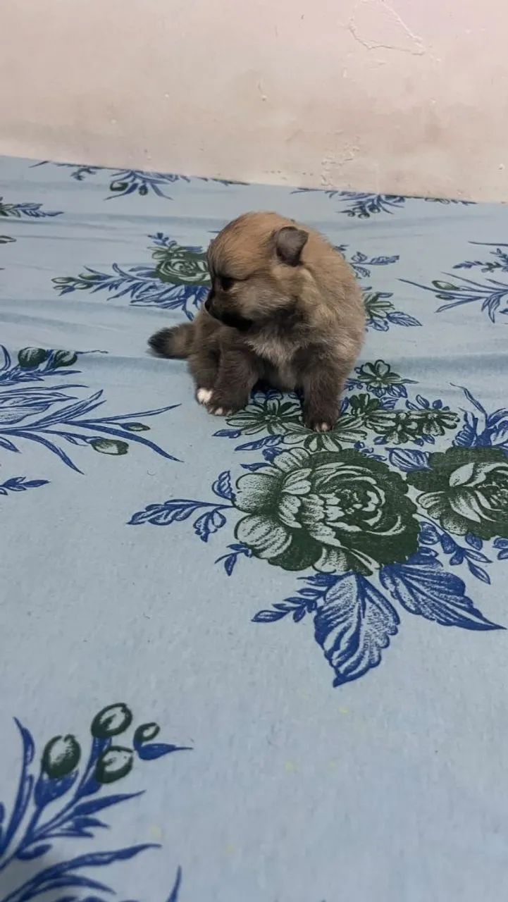 Filhotes De Spitz Alemão  - Foto 2