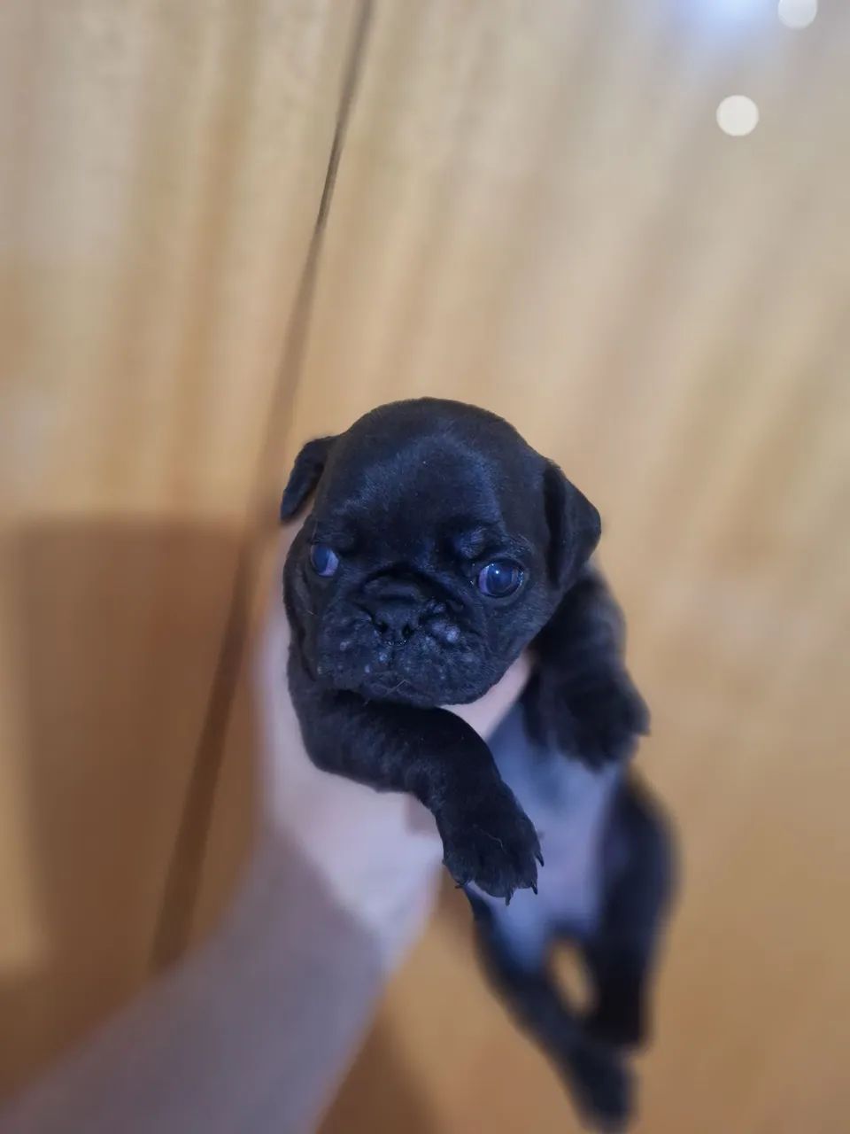 Vendo Pug - Foto 4