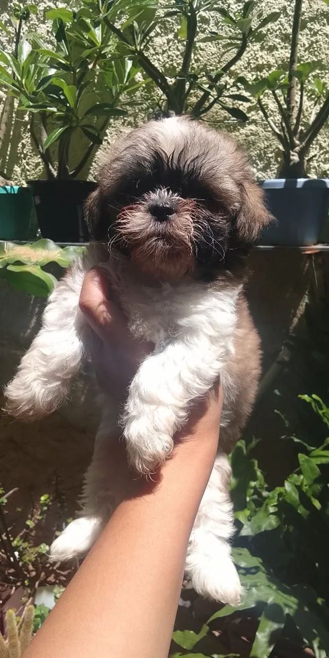 Shitzus macho  - Foto 2