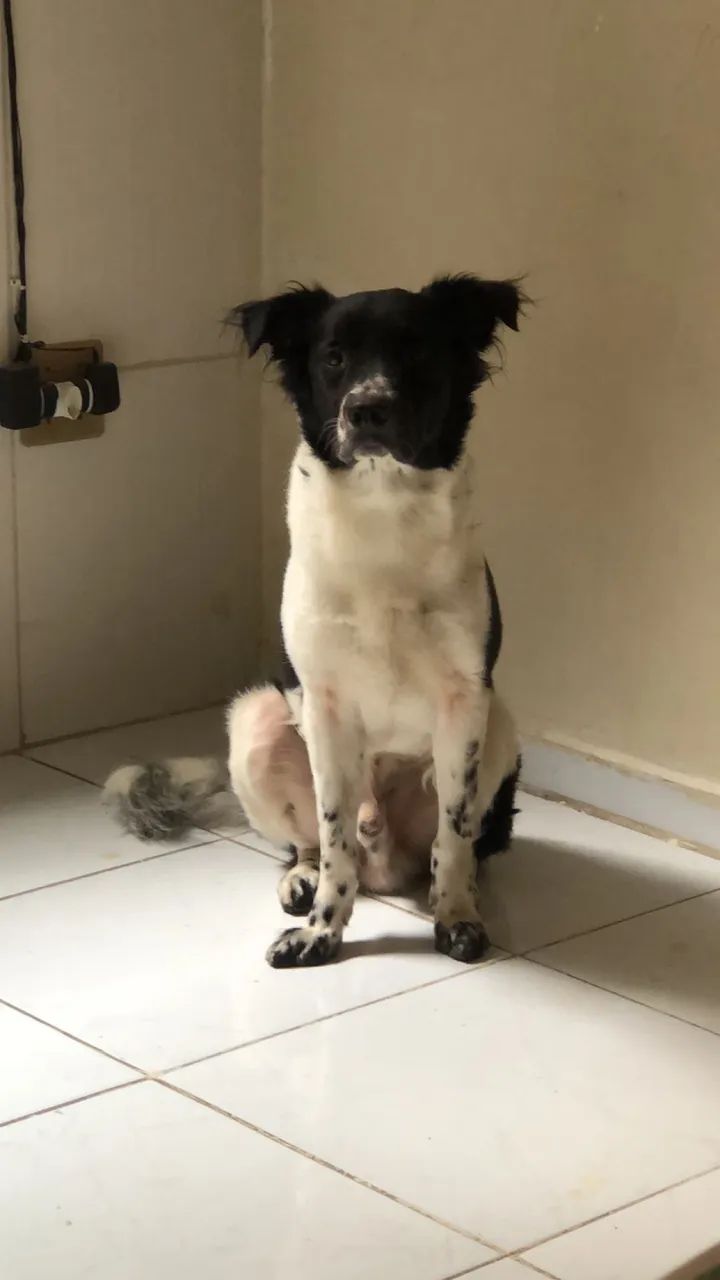 Adoção Pet - Foto 2