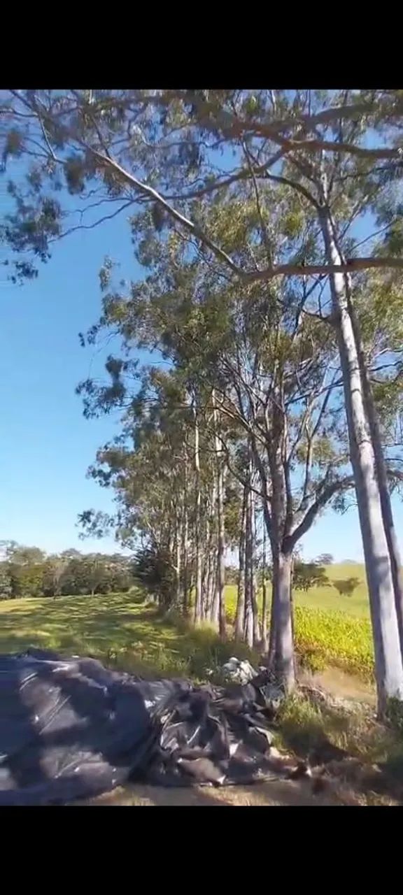 Sítio próximo a Uraí/Londrina  - Foto 3