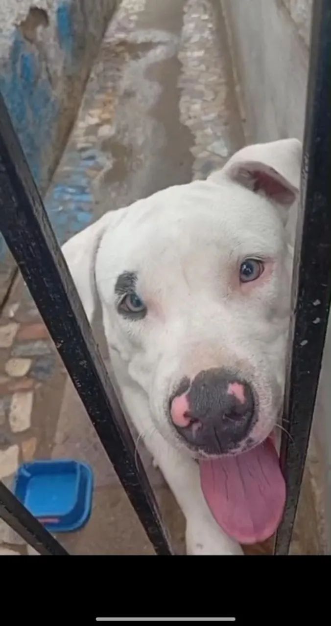 Pitbull pura - Foto 3