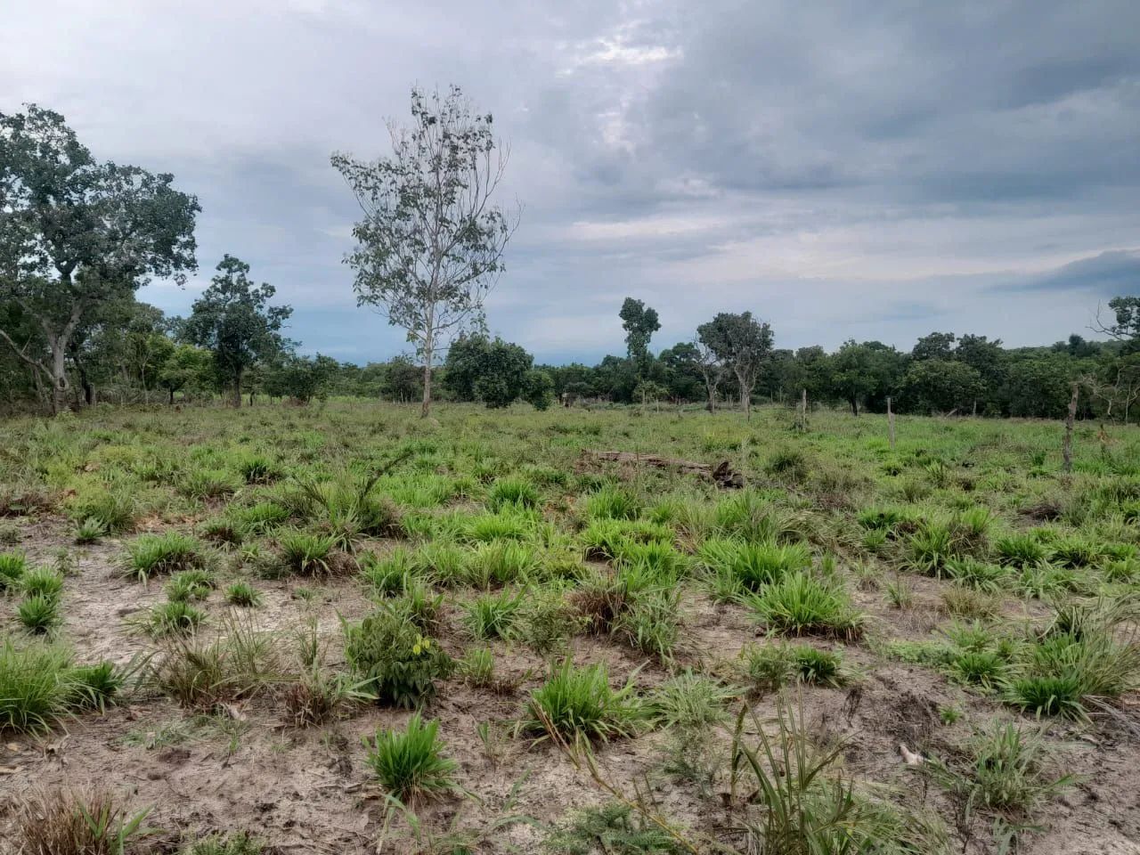 20 alqueires em Divinopolis do Tocantins 