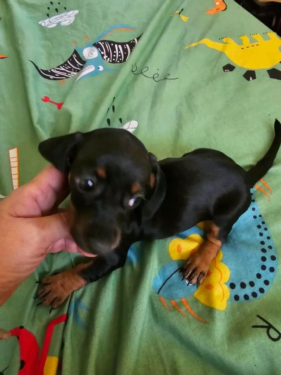Dachshund macho  - Foto 2