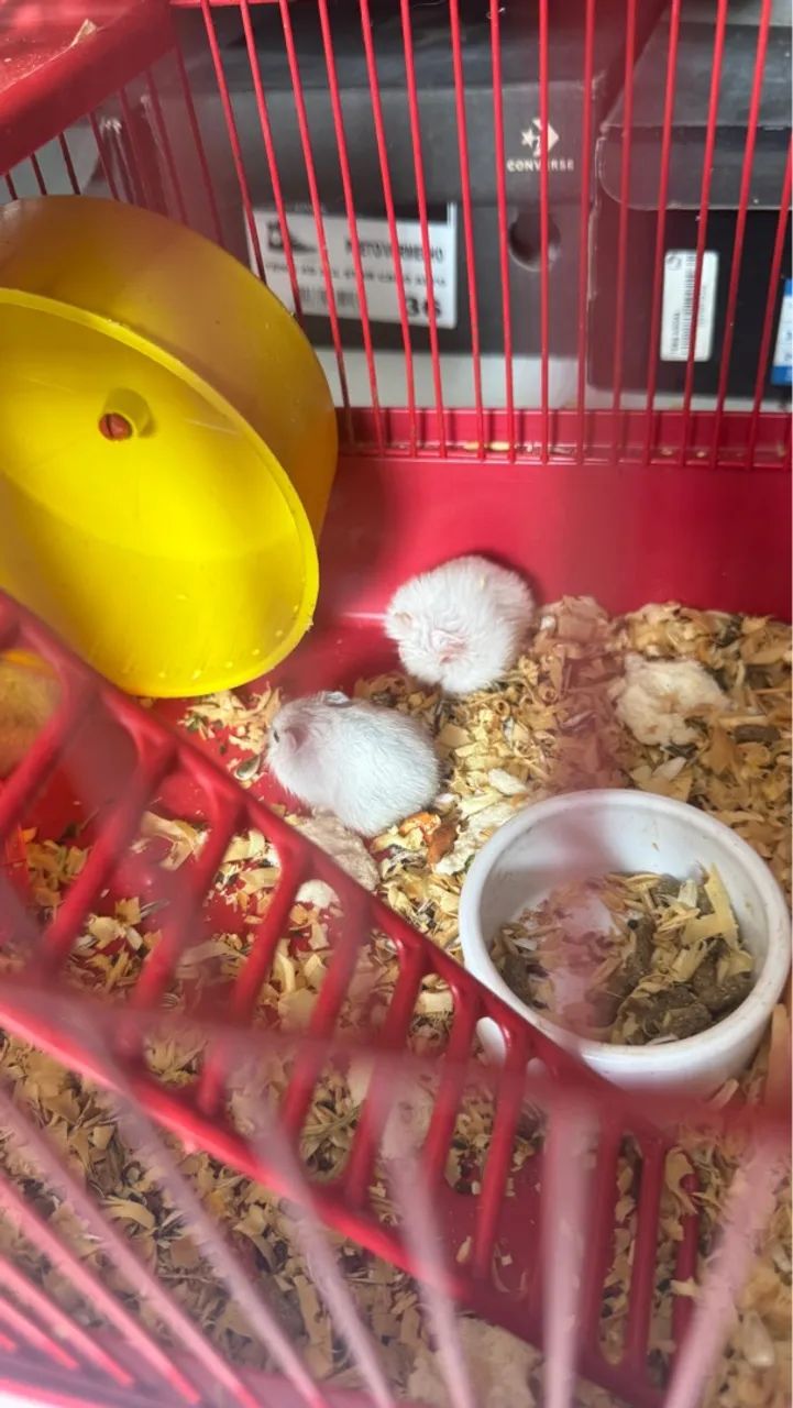 Hamster Anão - Foto 4