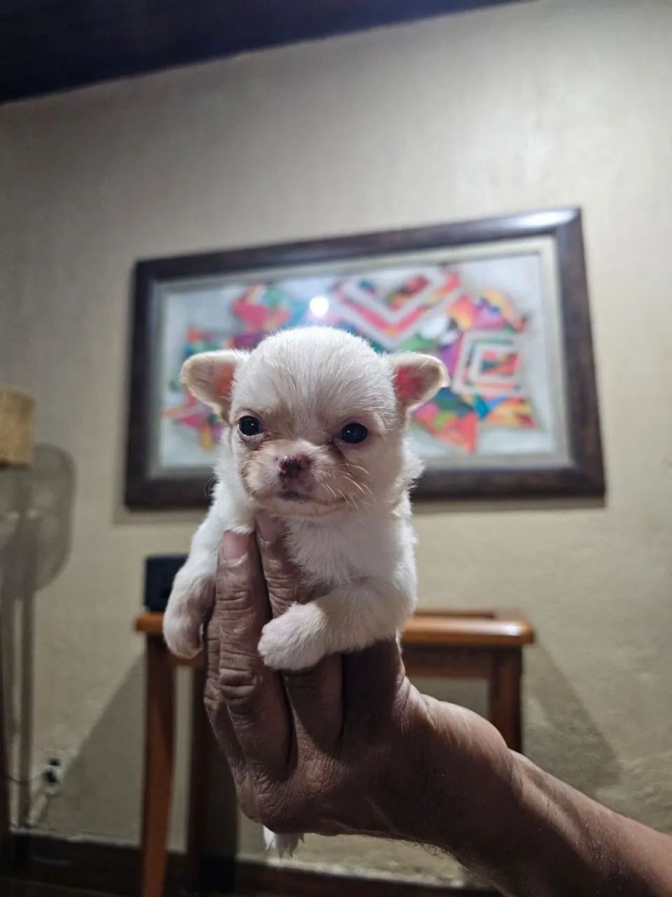 Chihuahua  - Foto 2
