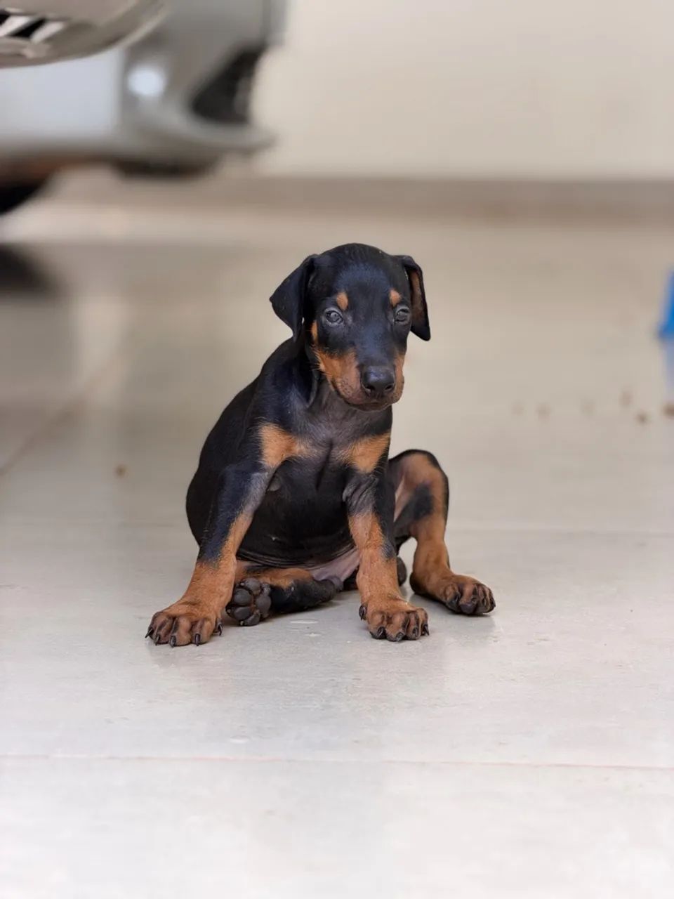 Filhote de Cachorro Dobermann  - Foto 4