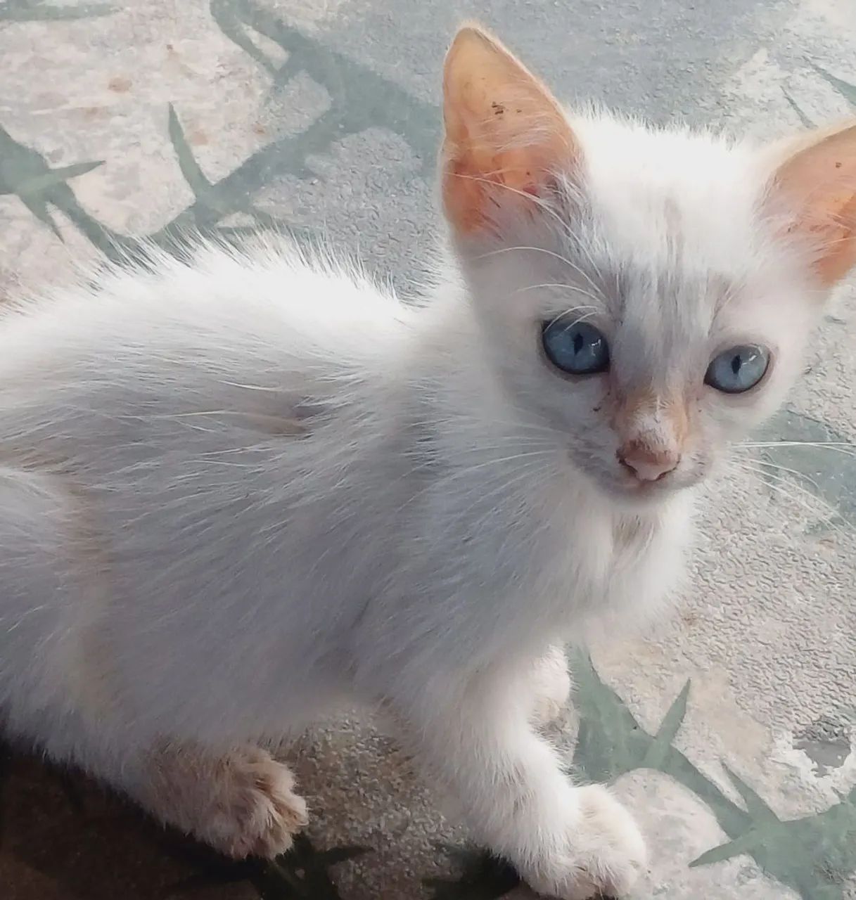 Doação de gatos faço entrega  - Foto 2