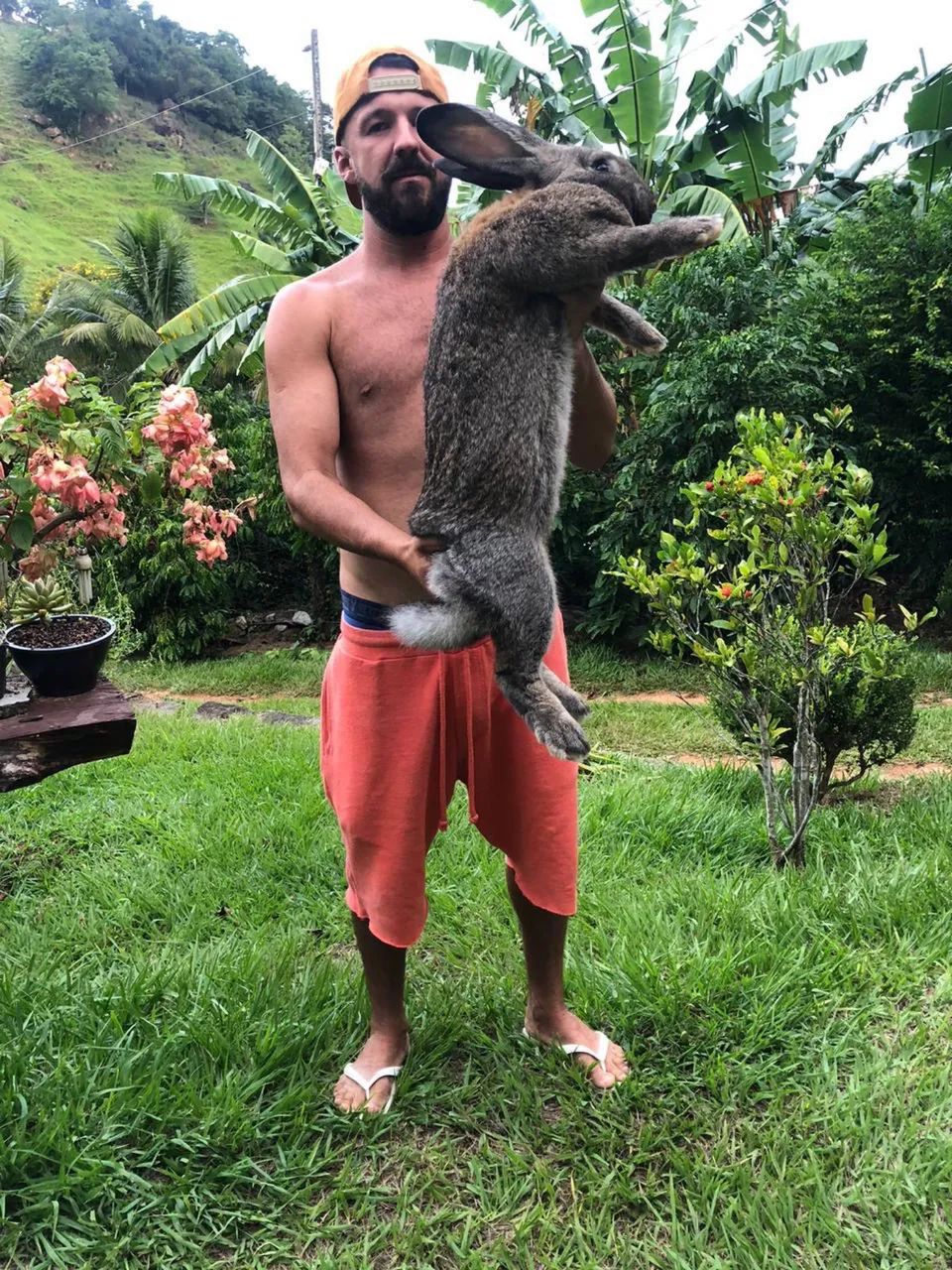 Coelhos gigantes  - Foto 6