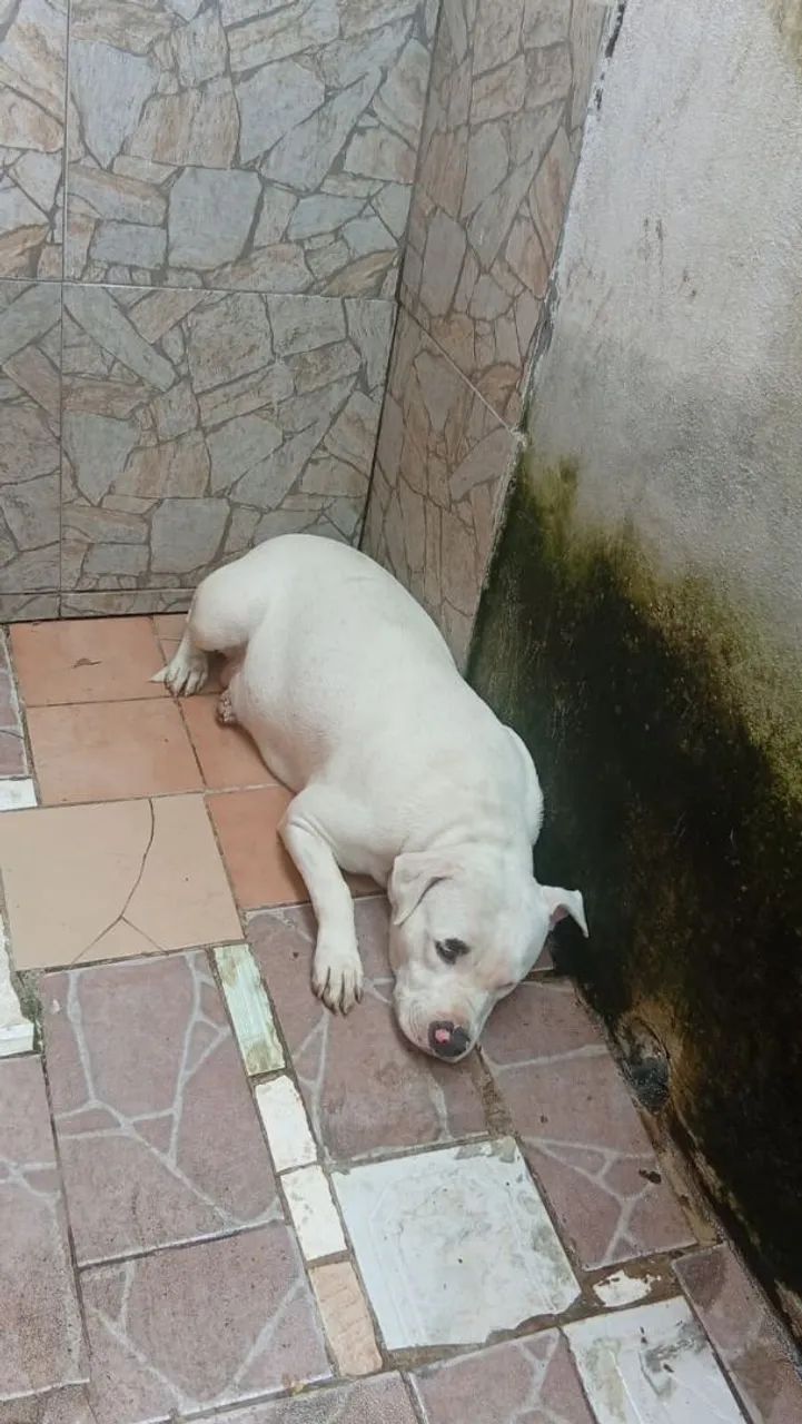 Pitbull pura - Foto 4