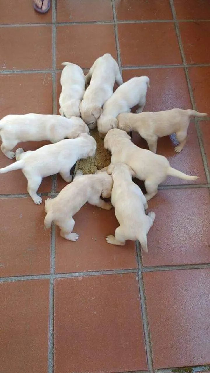 LABRADOR 