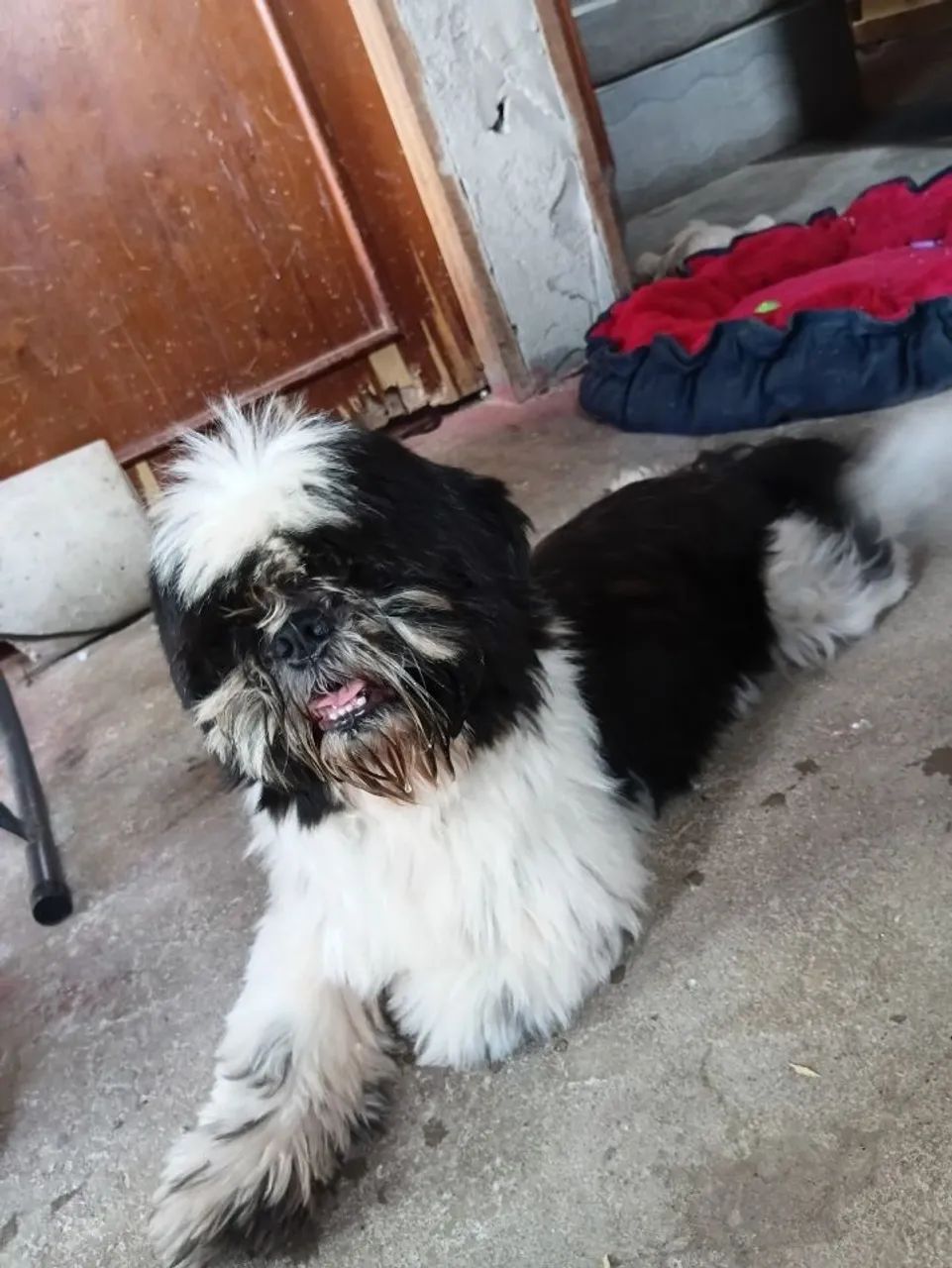 Vendo Shitzu macho  - Foto 4