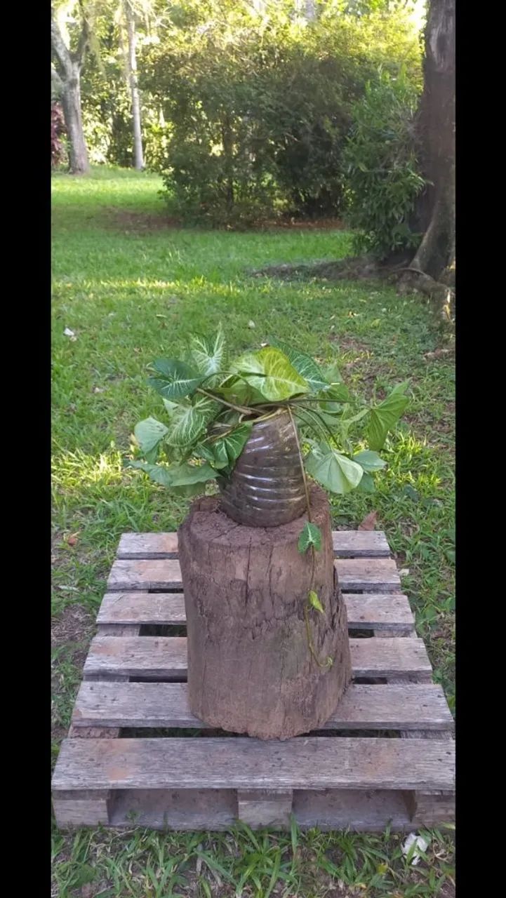 Trepadeira Singnônio 