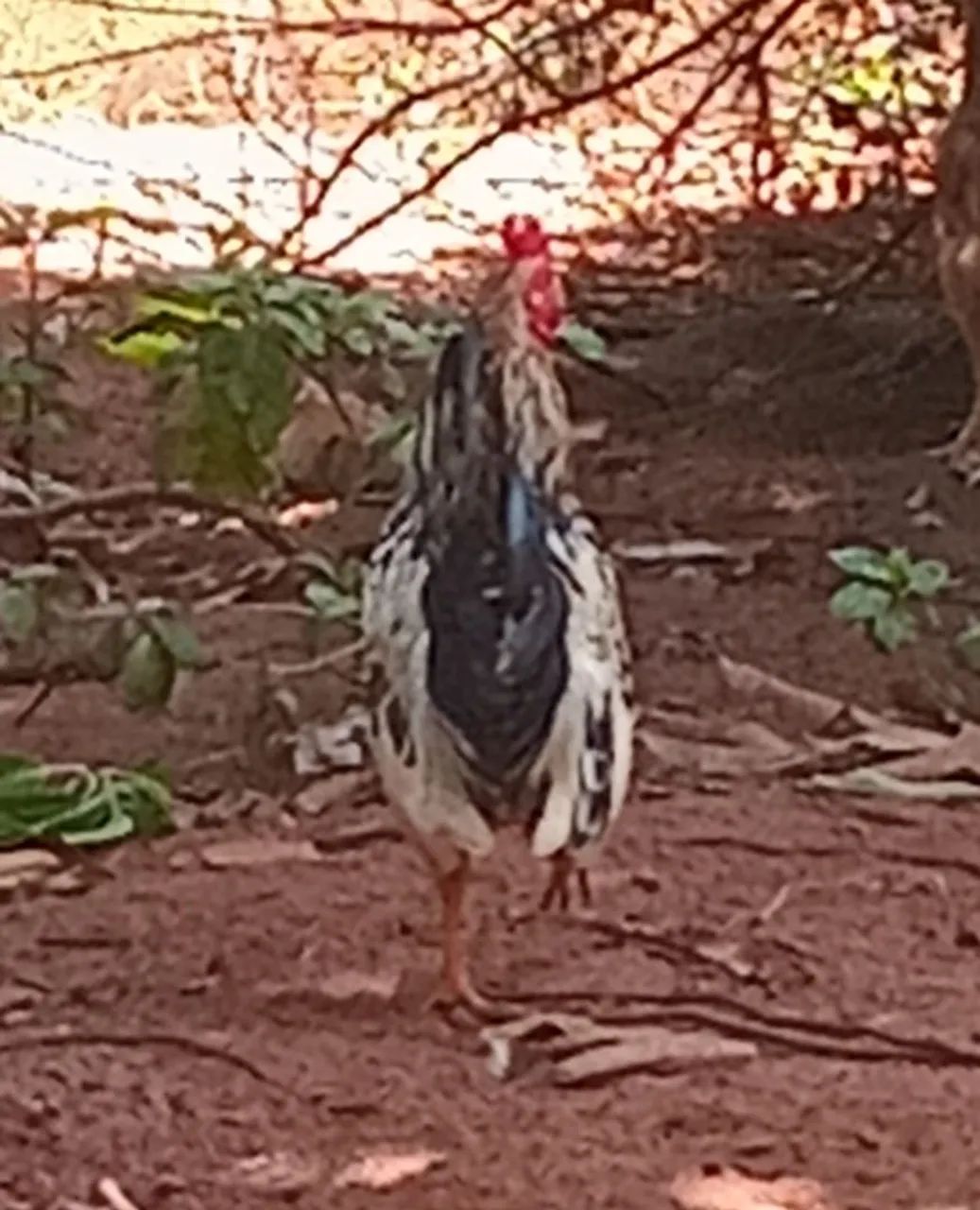 01Galo e 02 Garnize  - Foto 4