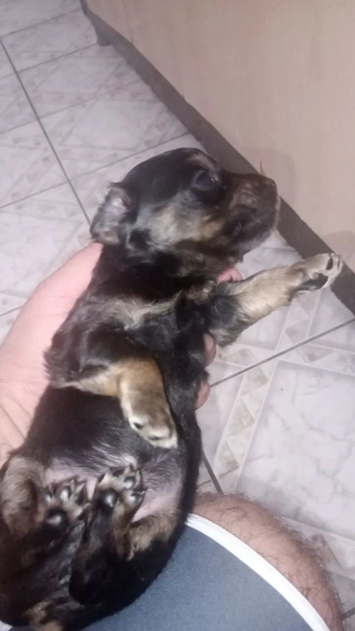 Pinther 