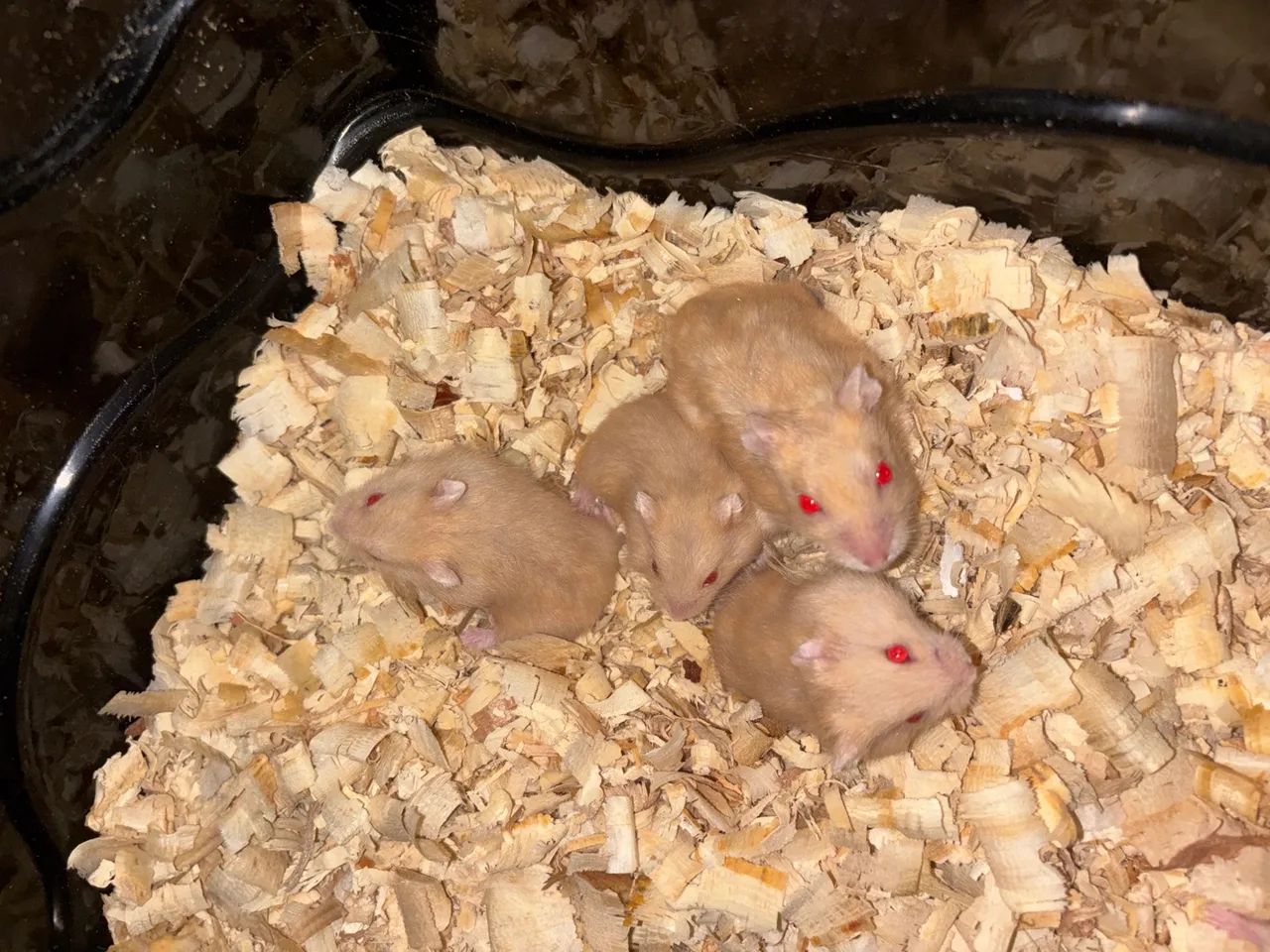 Hamster  - Foto 2