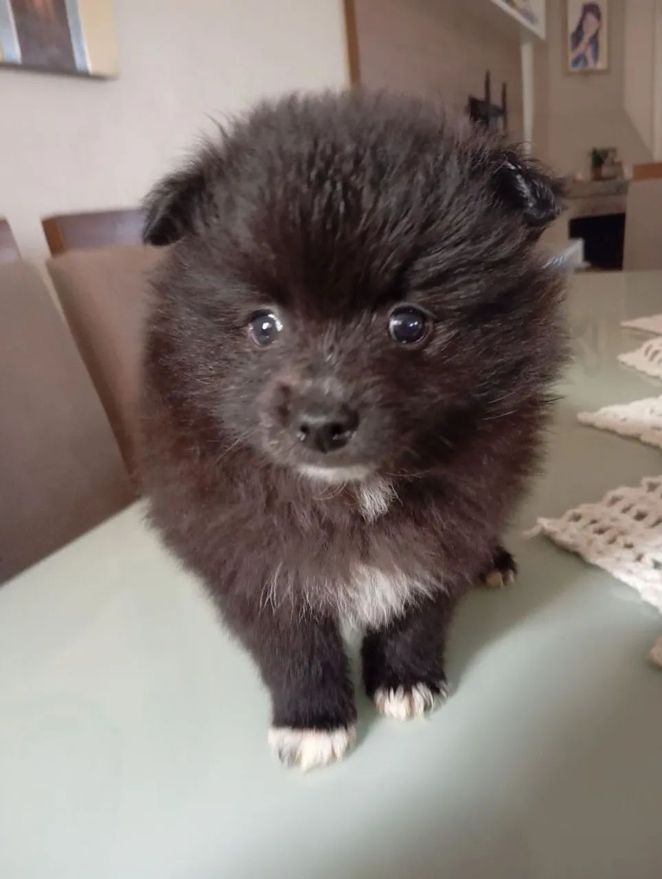 Machinho de Spitz Alemão  - Foto 2