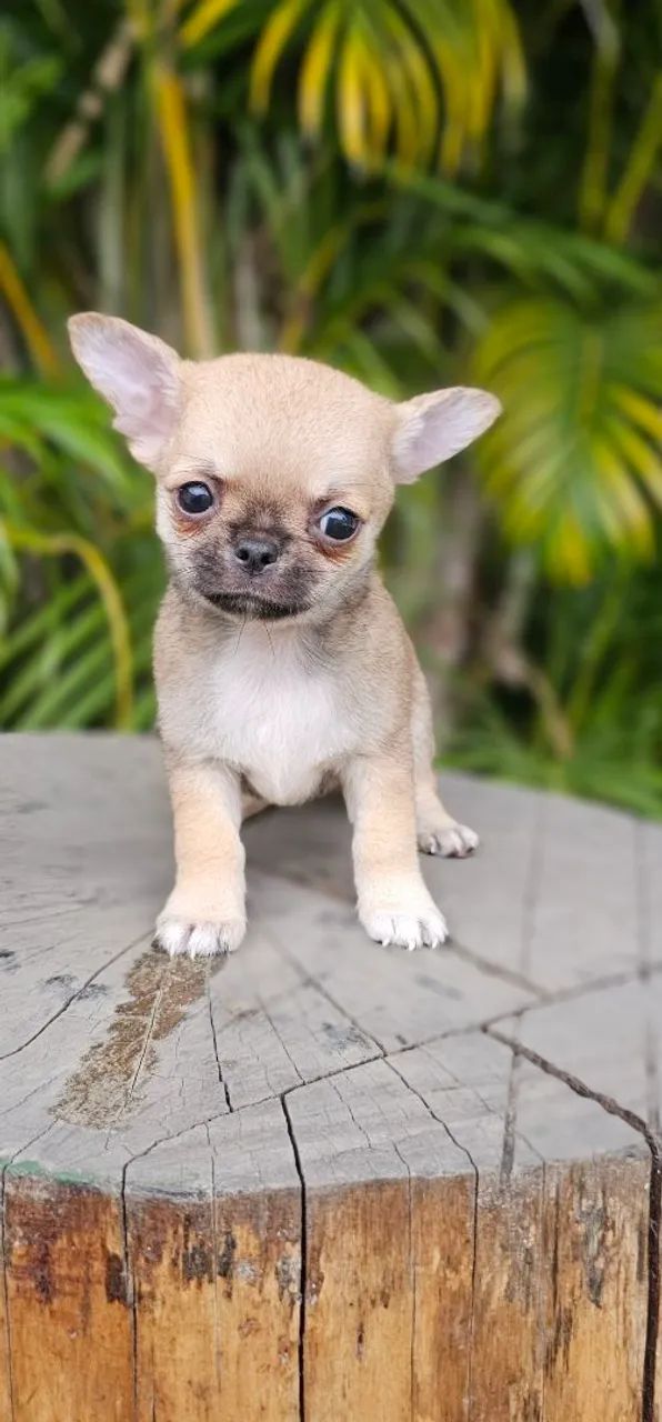Chihuahua Belíssimo Macho