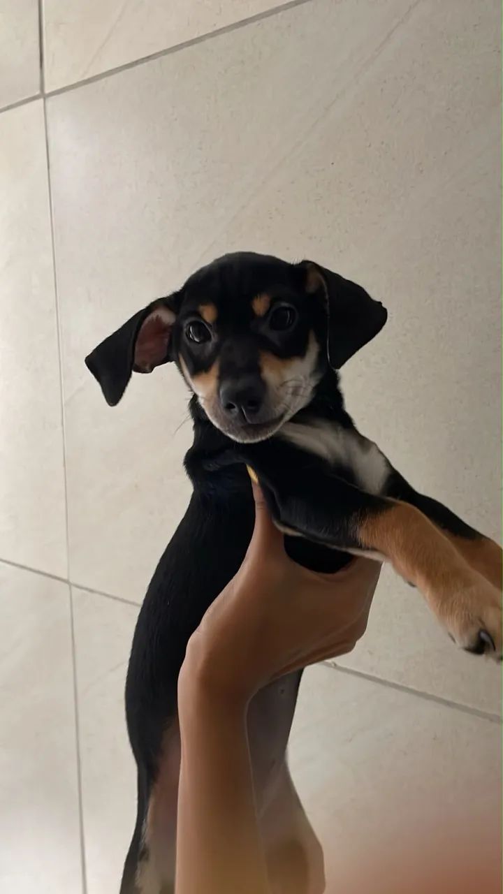 PINSCHER N1