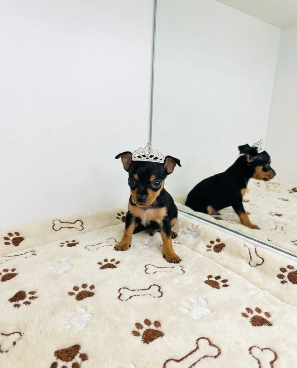 Princesa Pinscher Pequenos e Cheios de Energia