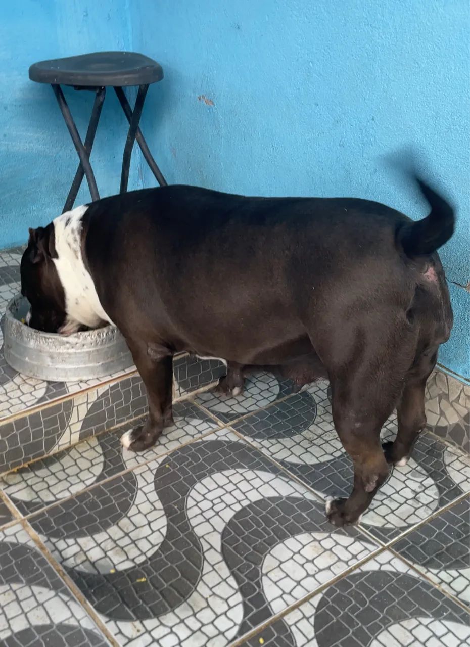Fêmea de PIT BULL  - Foto 4
